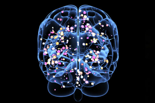 The Brain Uses Mental Shortcuts to Judge Risks and Threats